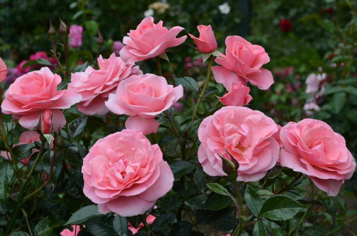 Rose Bush Everlasting Hope - Springvale Garden Centre