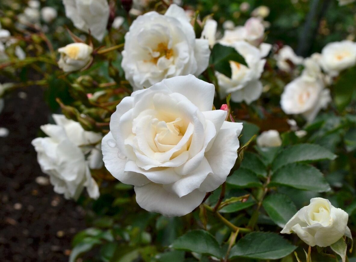 Rose Bush Jack Frost Springvale Garden Centre