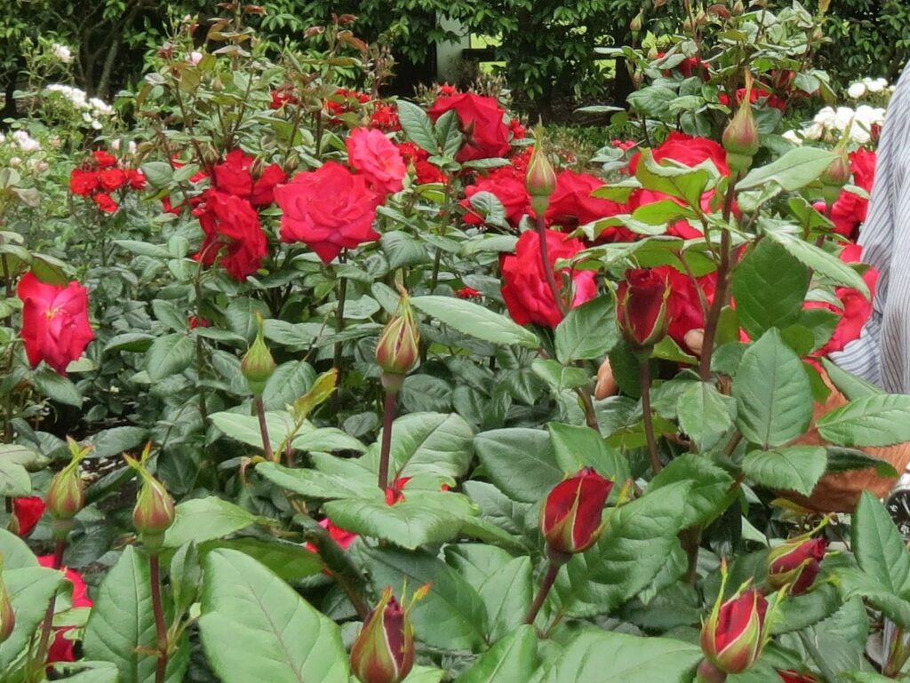 Rose Bush Ladies Night Springvale Garden Centre