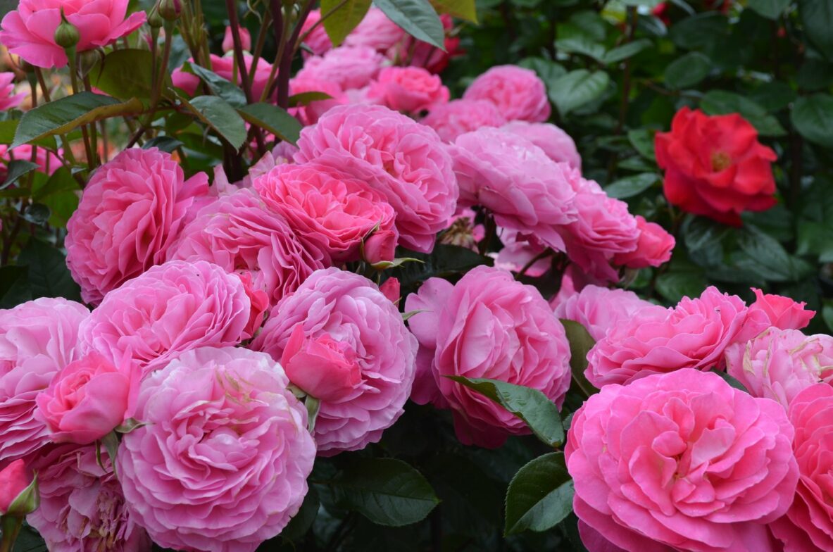 Rose Bush Skyla Rose - Springvale Garden Centre