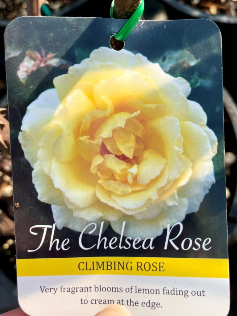 Chelsea rose колеус фото