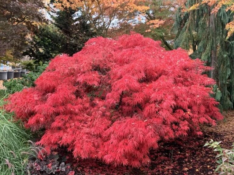 Acer p.d. 'Crimson Queen' 90/100cm - Springvale Garden Centre