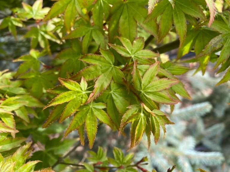 Acer p. 'Hanami Nishiki' Topiary Springvale Garden Centre