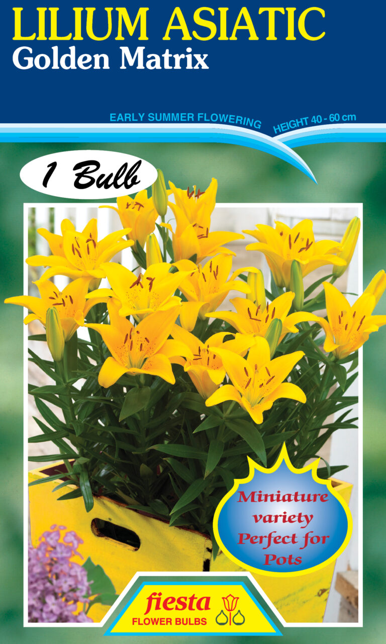 Lilium Golden Matrix 1pk Springvale Garden Centre