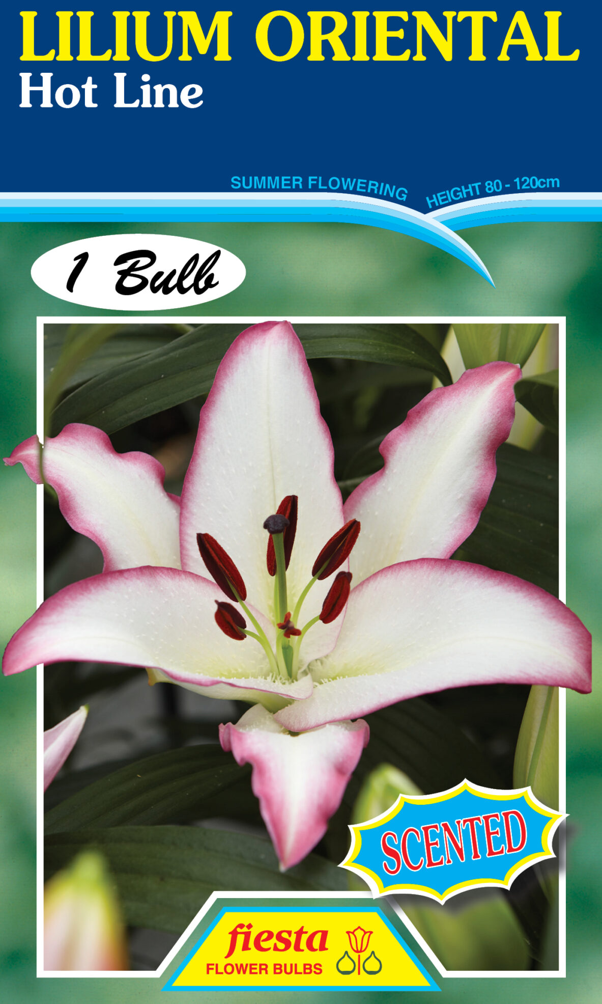 Lilium Hot Line 1pk Springvale Garden Centre