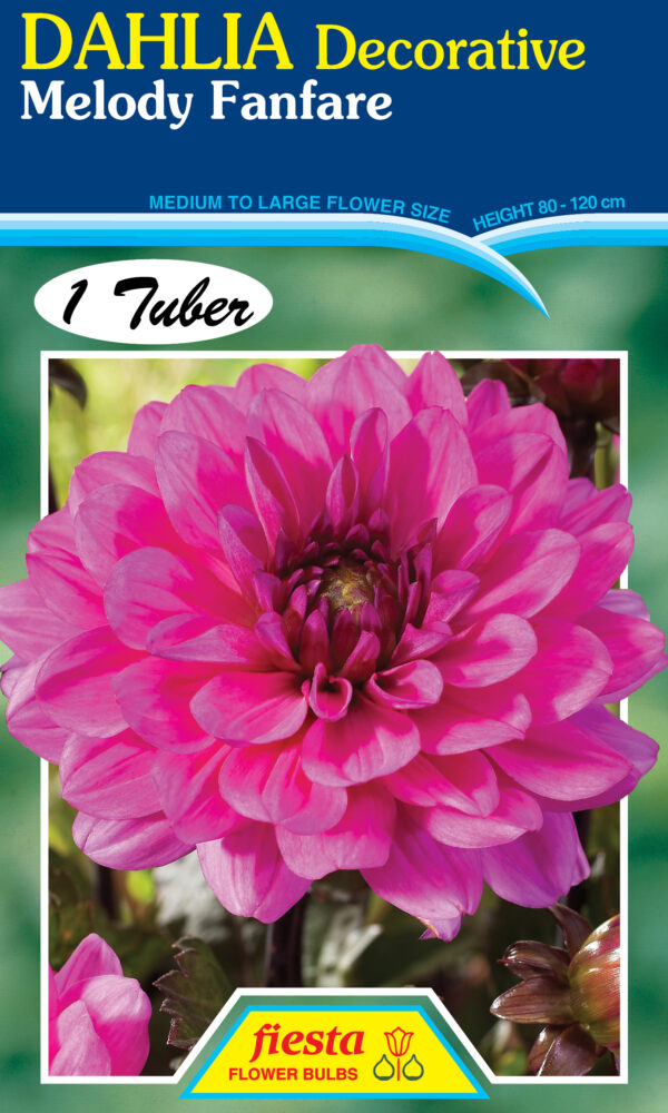 Dahlia - Melody Fanfare 1pk