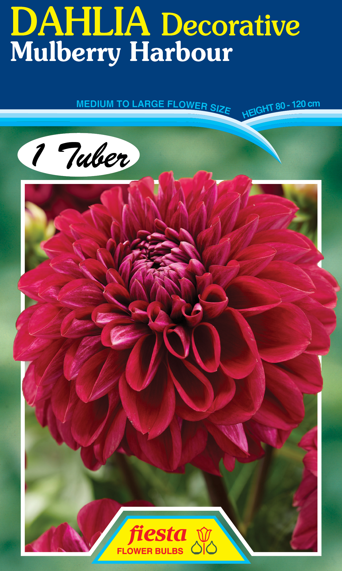 Dahlia - Mulberry Harbour 1pk