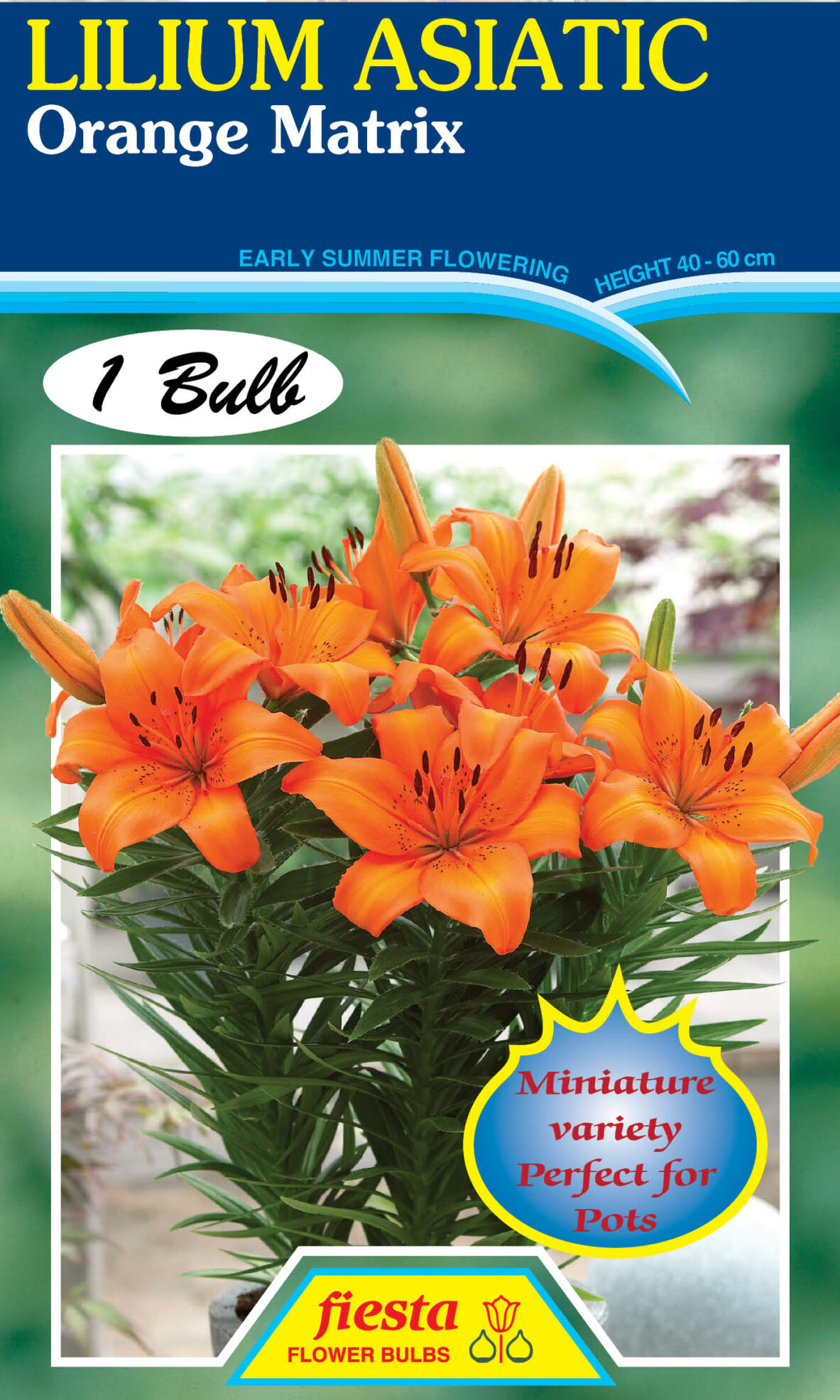 Lilium Orange Matrix 1pk Springvale Garden Centre