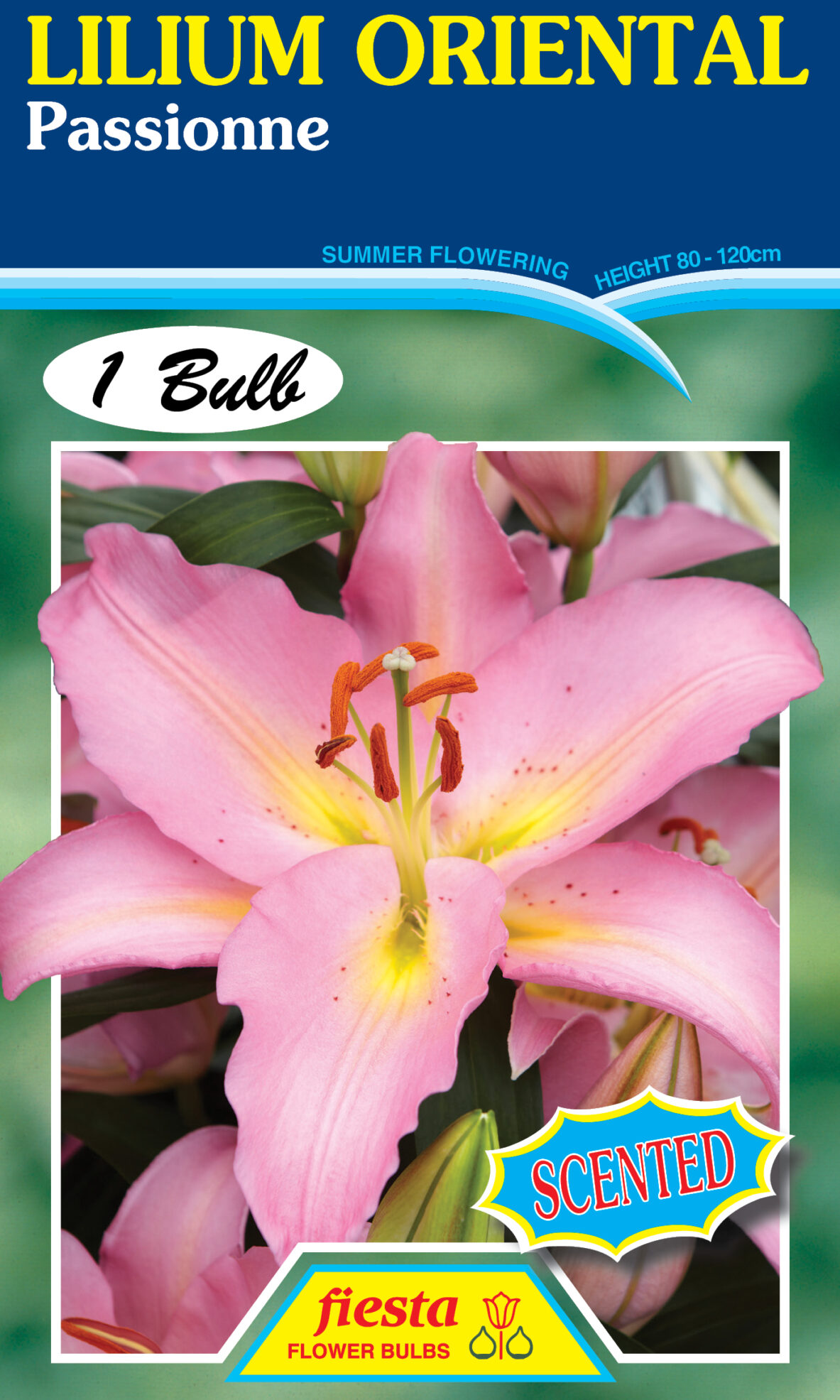 Lilium - Passionne 1pk - Springvale Garden Centre