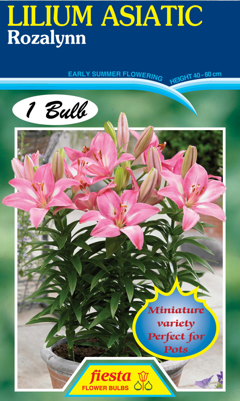 Lilium - Rozalynn 1pk - Springvale Garden Centre