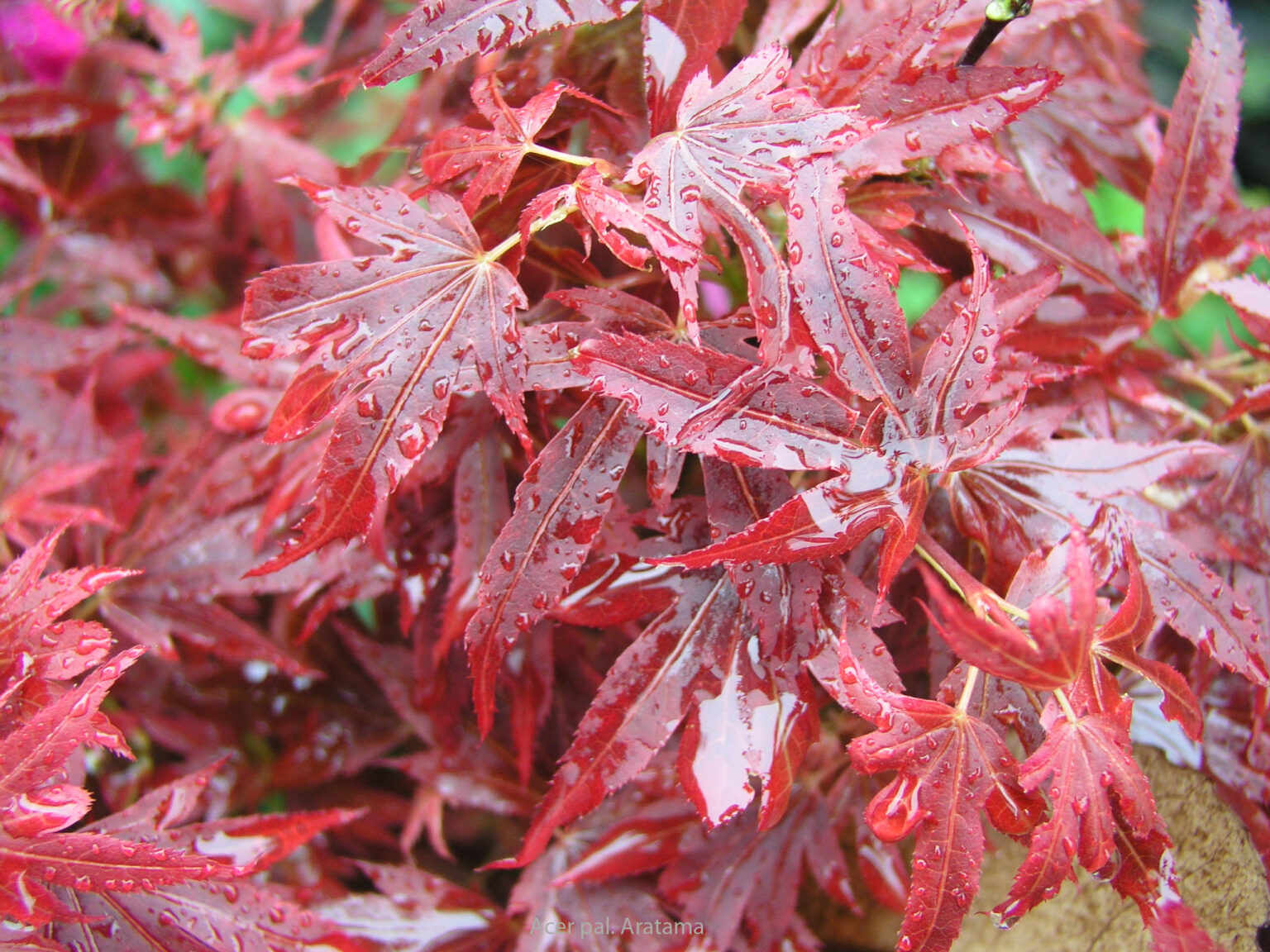 Acer p. ‘Aratama’ - Springvale Garden Centre