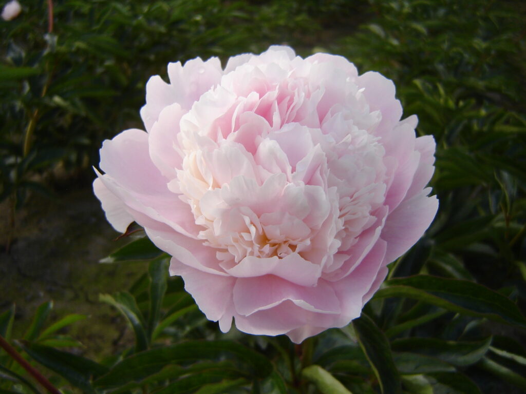 Peony Alertie Springvale Garden Centre