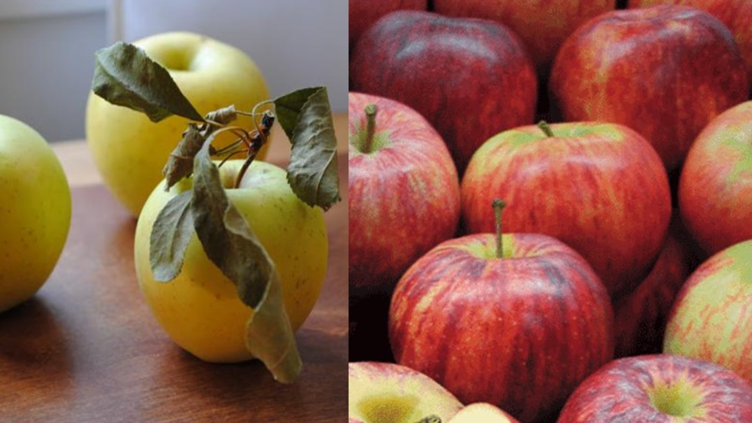 Apple Dual Golden Delicious/Royal Gala Springvale Garden Centre