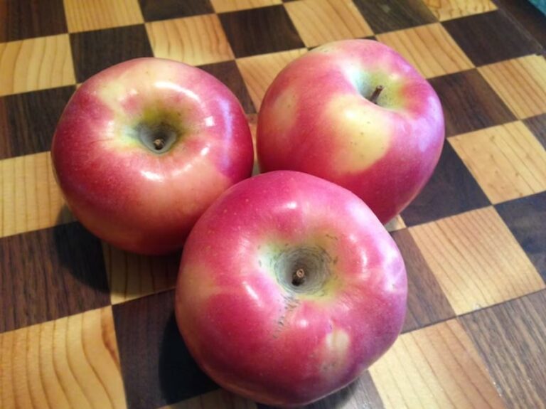 Apple 'Pacific Rose' MM106 Springvale Garden Centre