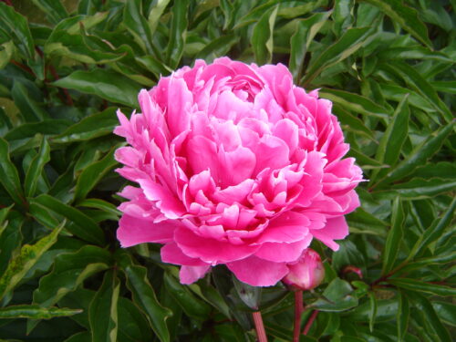 Peony Bunker Hill - Springvale Garden Centre