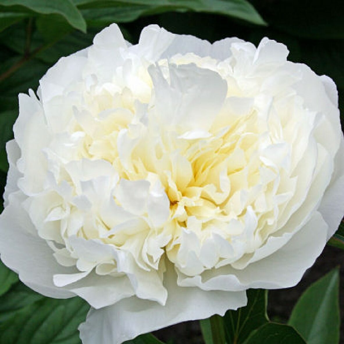 Peony Duchesse de Nemours Springvale Garden Centre