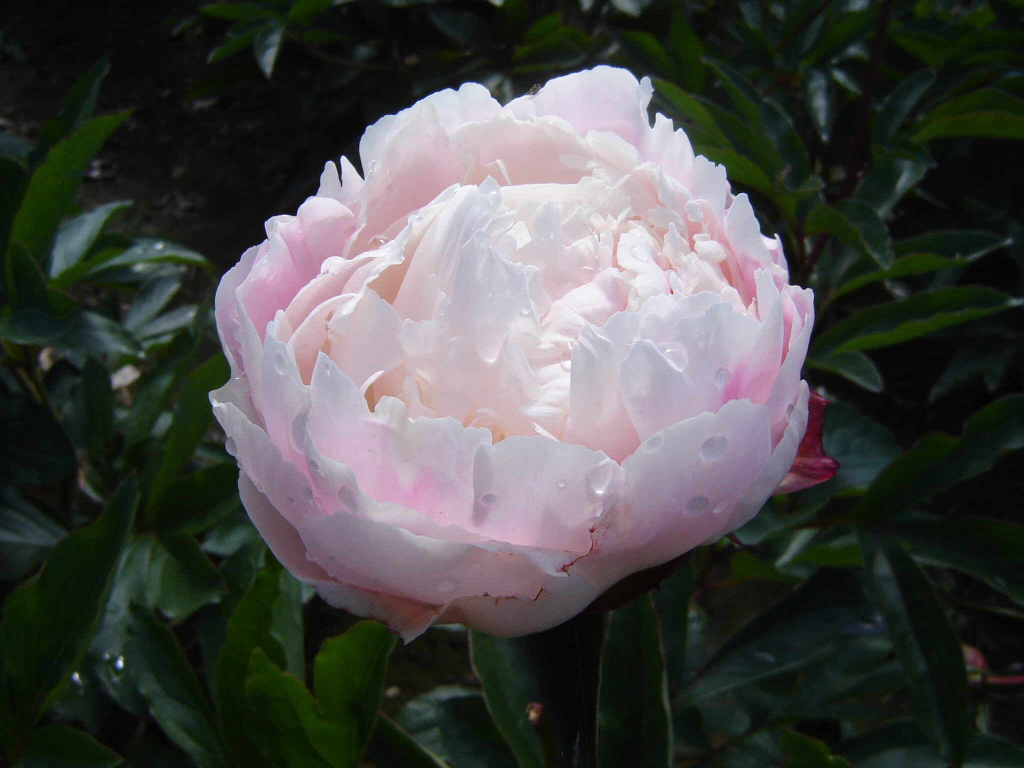 Peony Gardenia Springvale Garden Centre