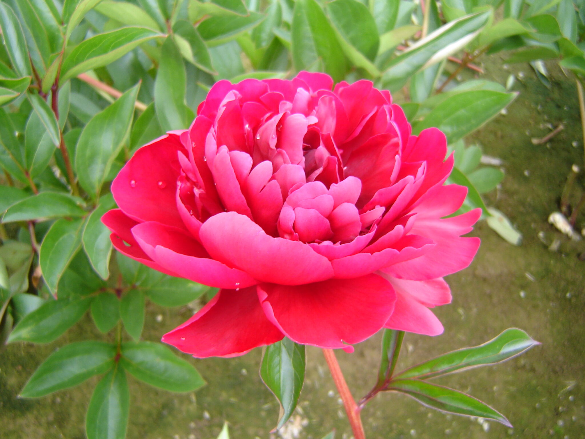 Peony Paul M Wild - Springvale Garden Centre