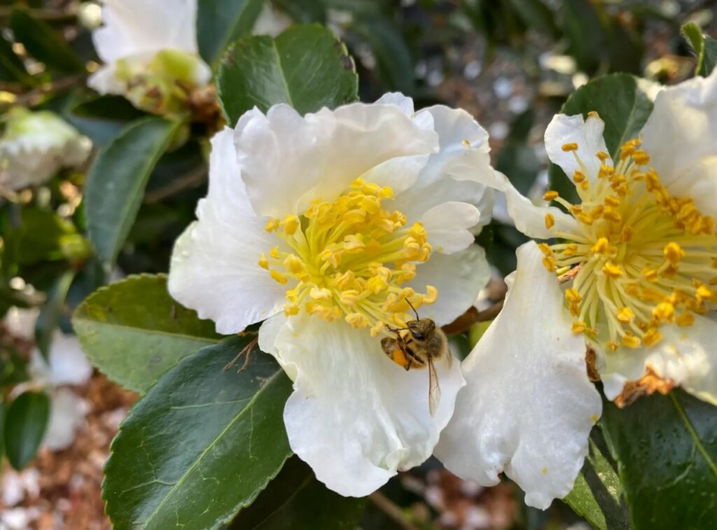 Camellia Setsugekka - Springvale Garden Centre