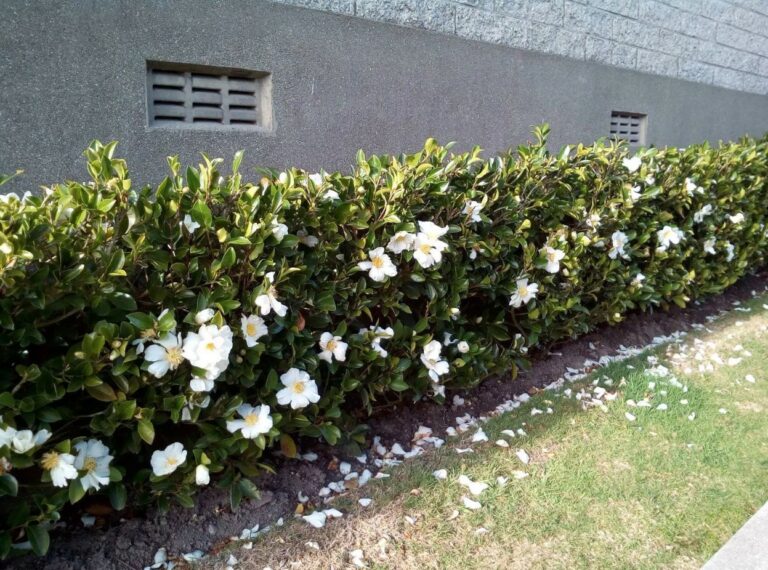 Camellia Setsugekka - Springvale Garden Centre