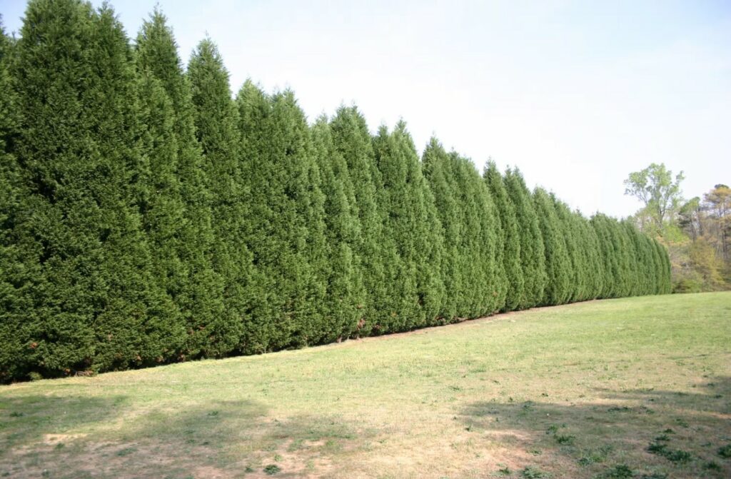 Cupressus Ovensii - Springvale Garden Centre