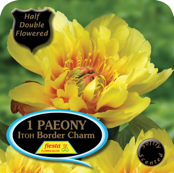 Paeony - Itoh Border Charm 1pk