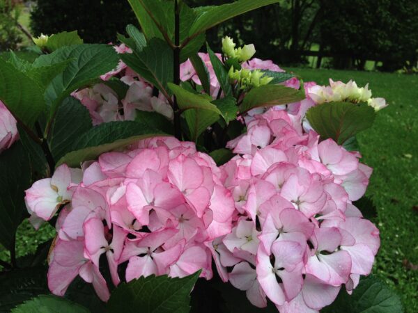 Hydrangea Saxon Pink Maiden