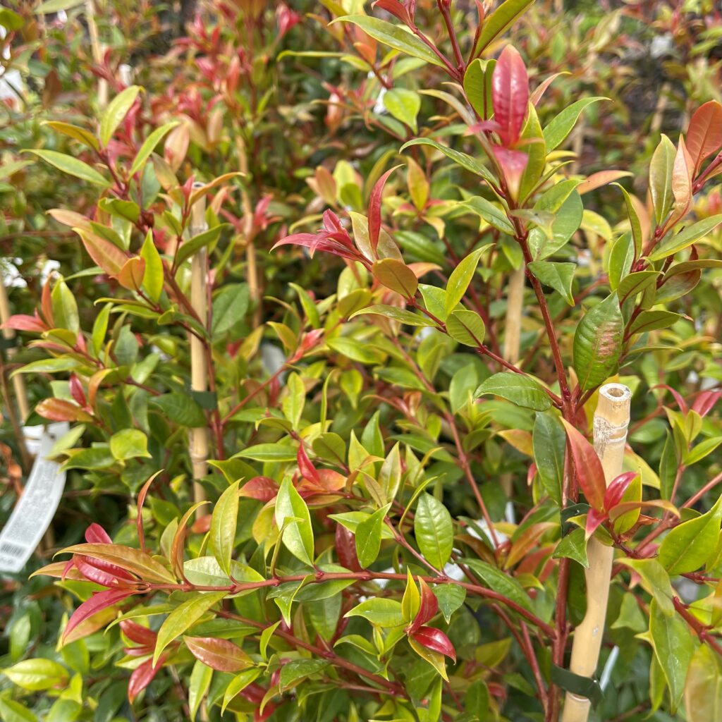 Syzygium Australe 'hedgemaster' - Springvale Garden Centre