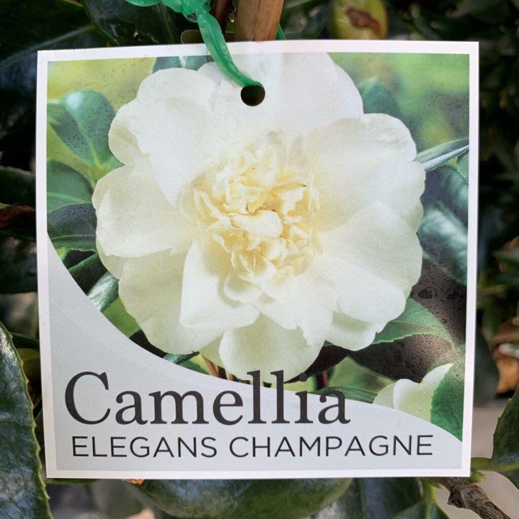 Camellia Elegans Champagne 4L - Springvale Garden Centre