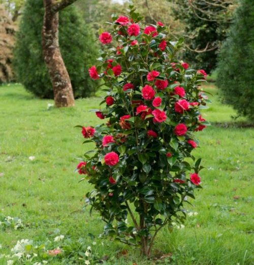 Camellia Ruby Wedding 4L Springvale Garden Centre