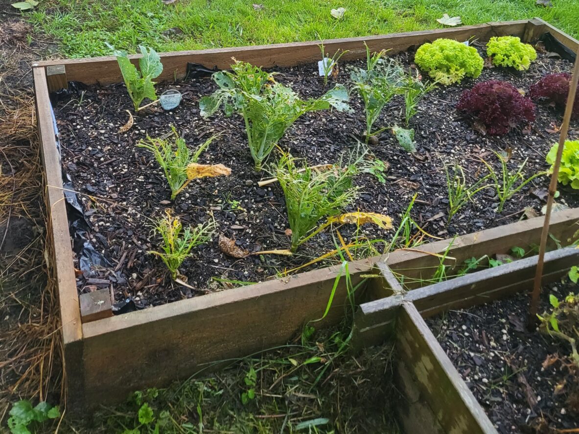 Upokongaro School - Springvale Garden Centre