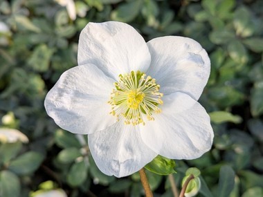 Helleborus niger. 'White Magic'