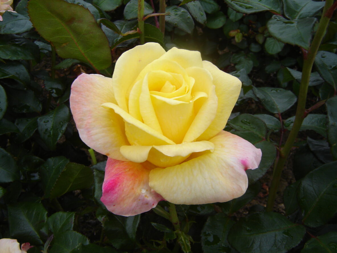 Rose Bush 'Chance of Peace' - Springvale Garden Centre