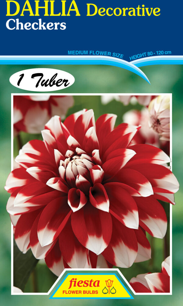 Dahlia - Checkers 1pk