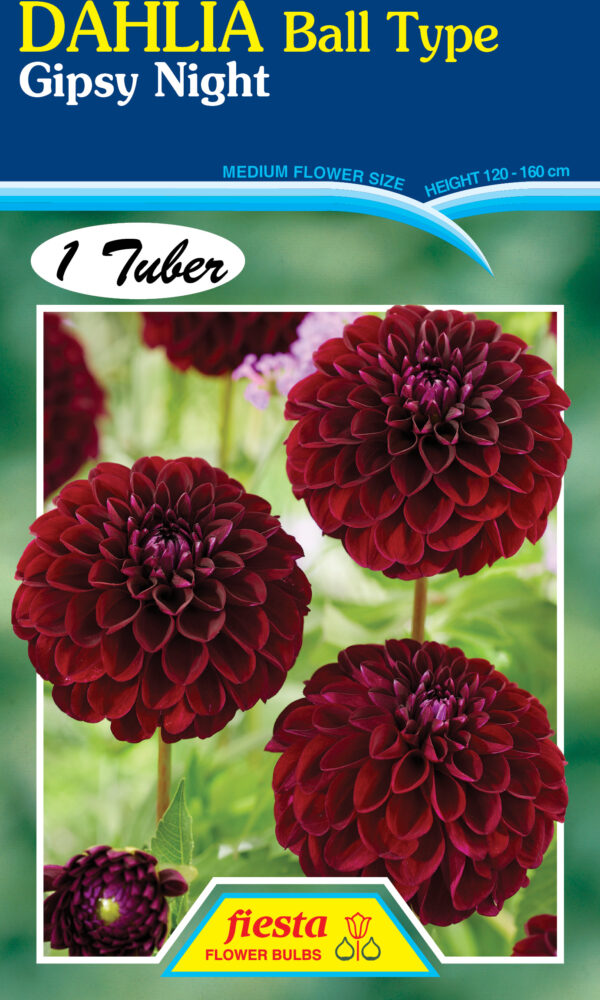 Dahlia - Gipsy Night 1pk