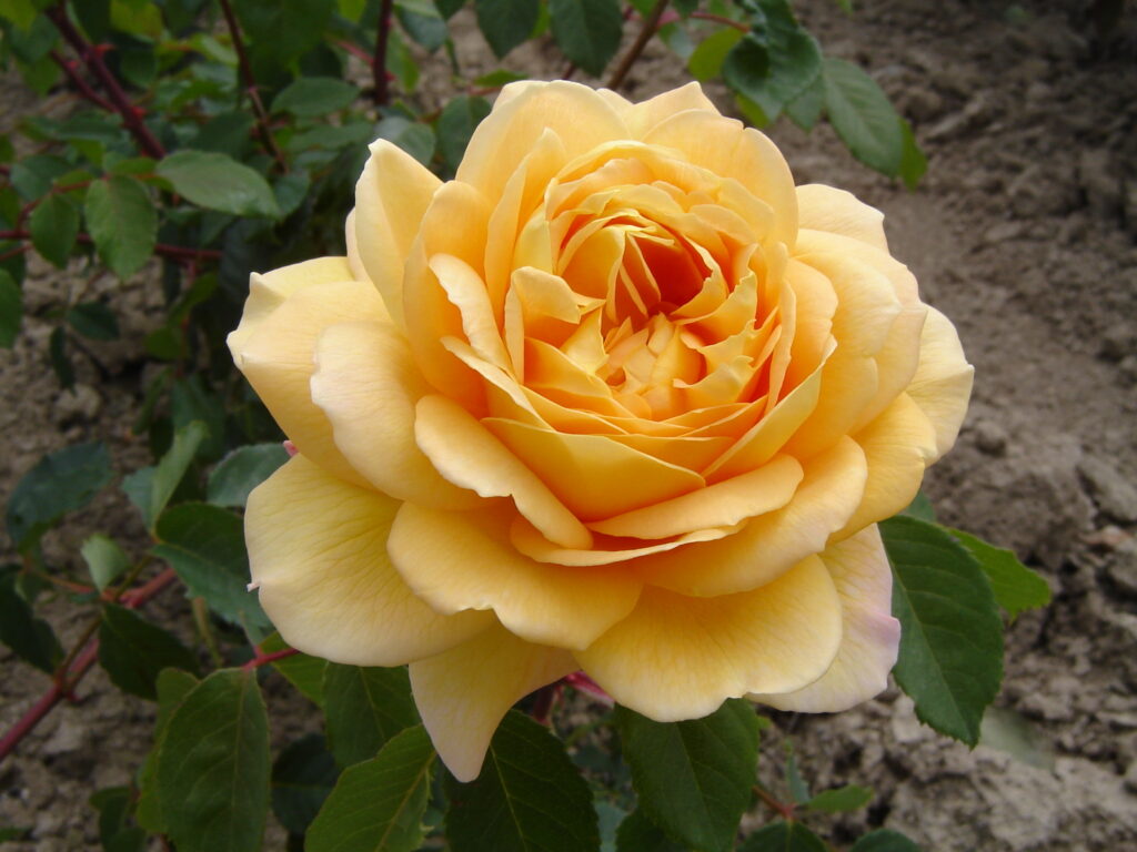Rose Bush 'Golden Celebration' - Springvale Garden Centre