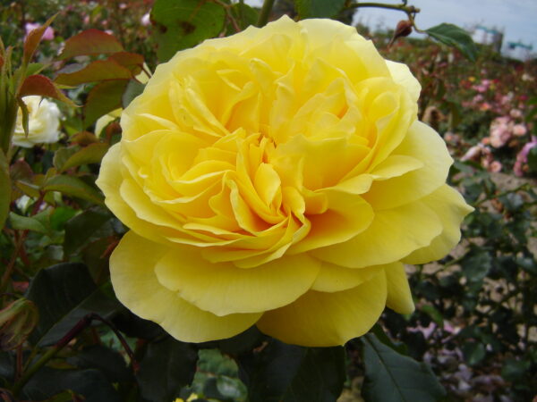 Rose Bush 'Happy Child'