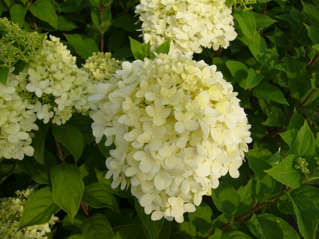 Hydrangea Limelight - Springvale Garden Centre