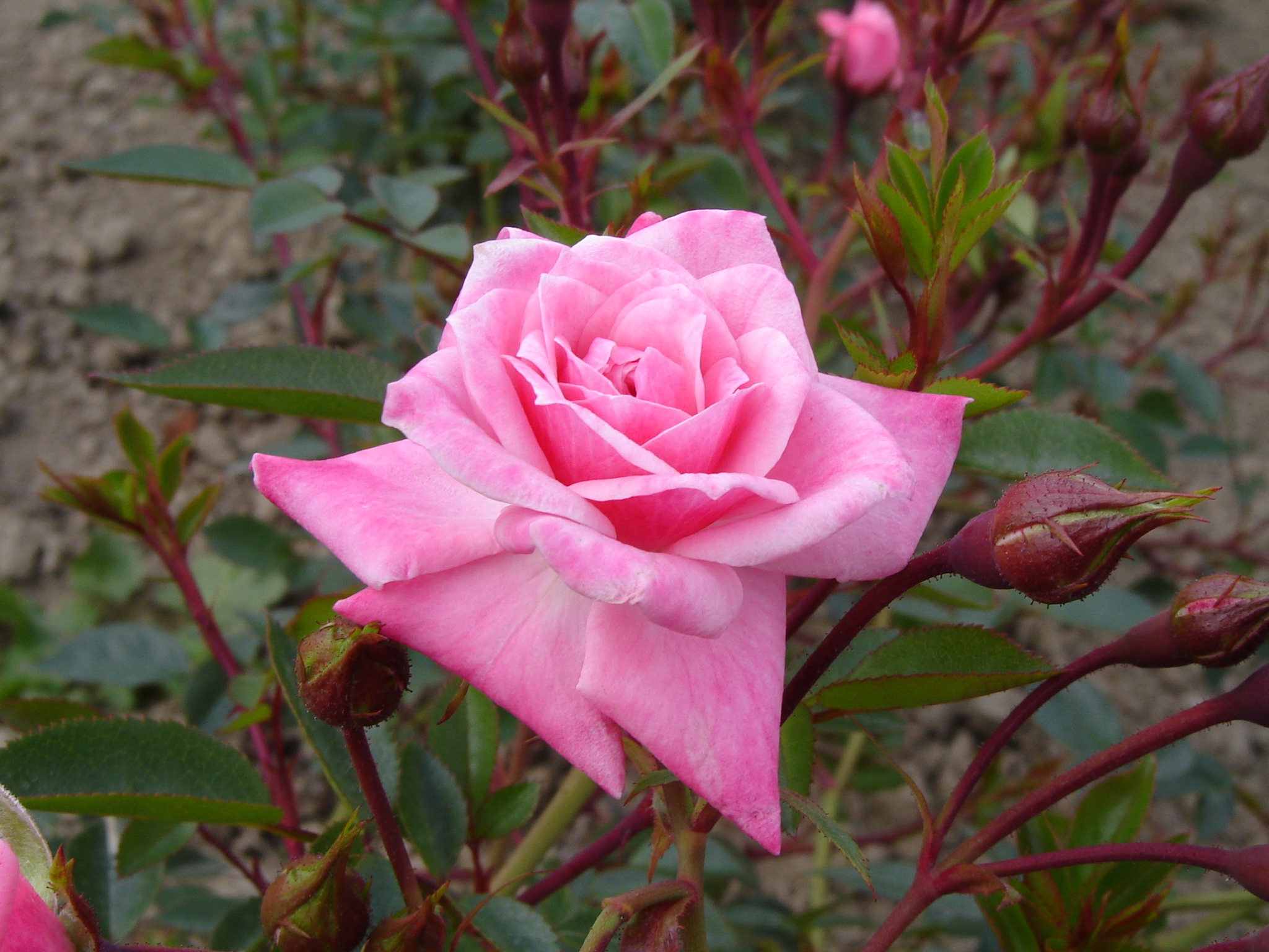 Rose Climber 'Jeanne Lajoie' - Springvale Garden Centre