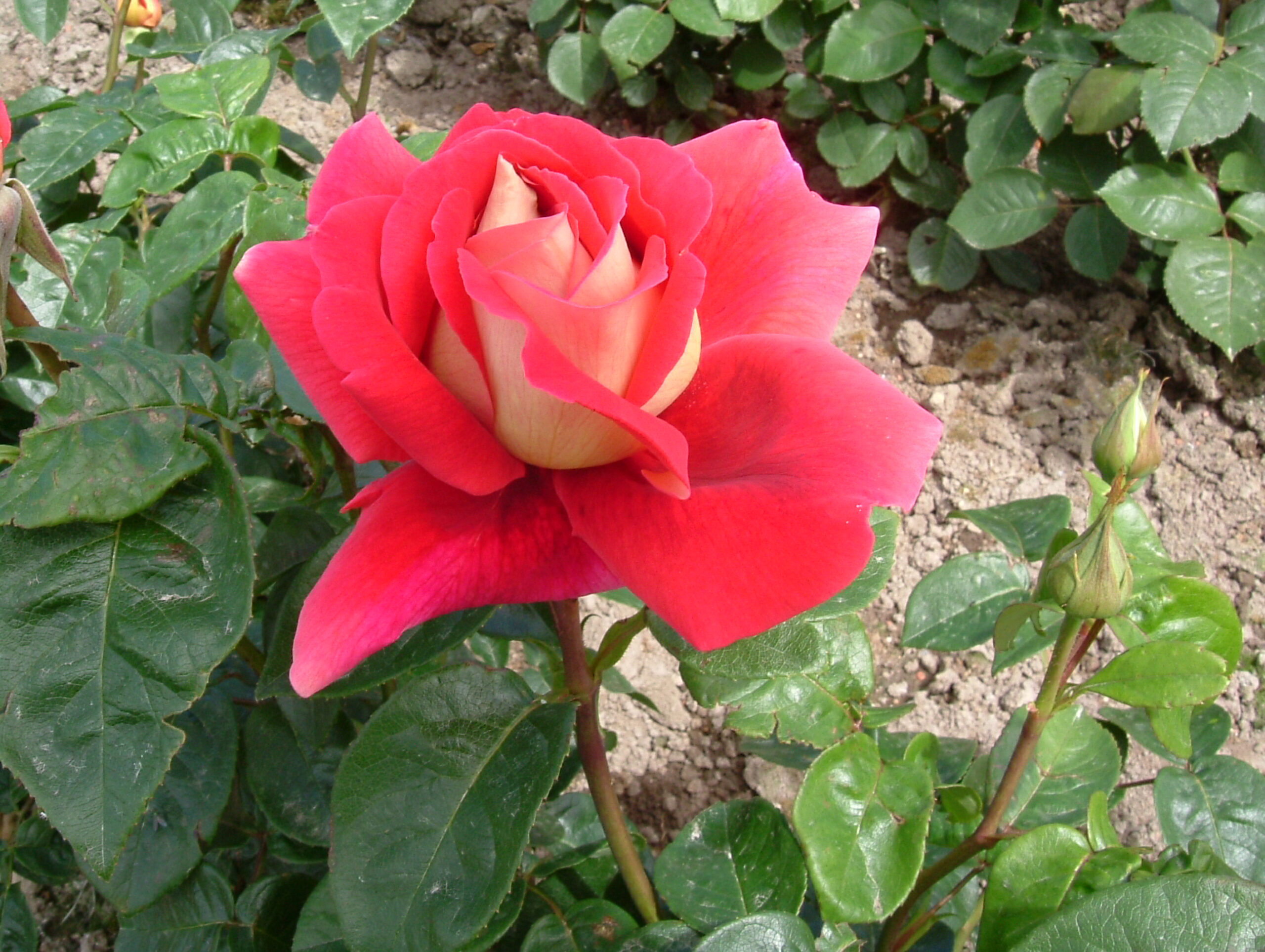 Bush Rose 'Kronenbourg' - Springvale Garden Centre