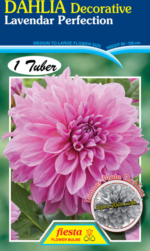 Dahlia - Lavender Perfection 1pk