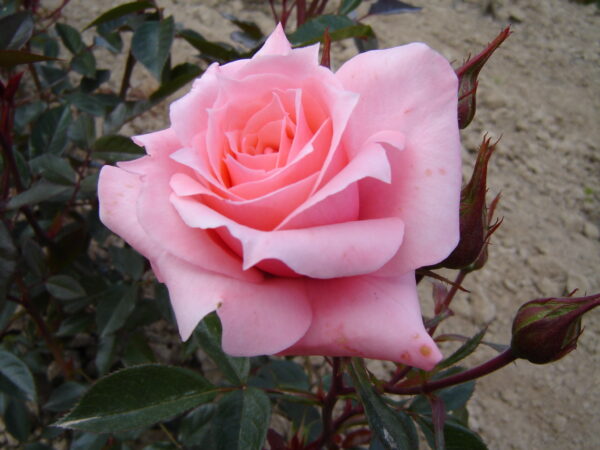 Rose Bush 'Little Opal'