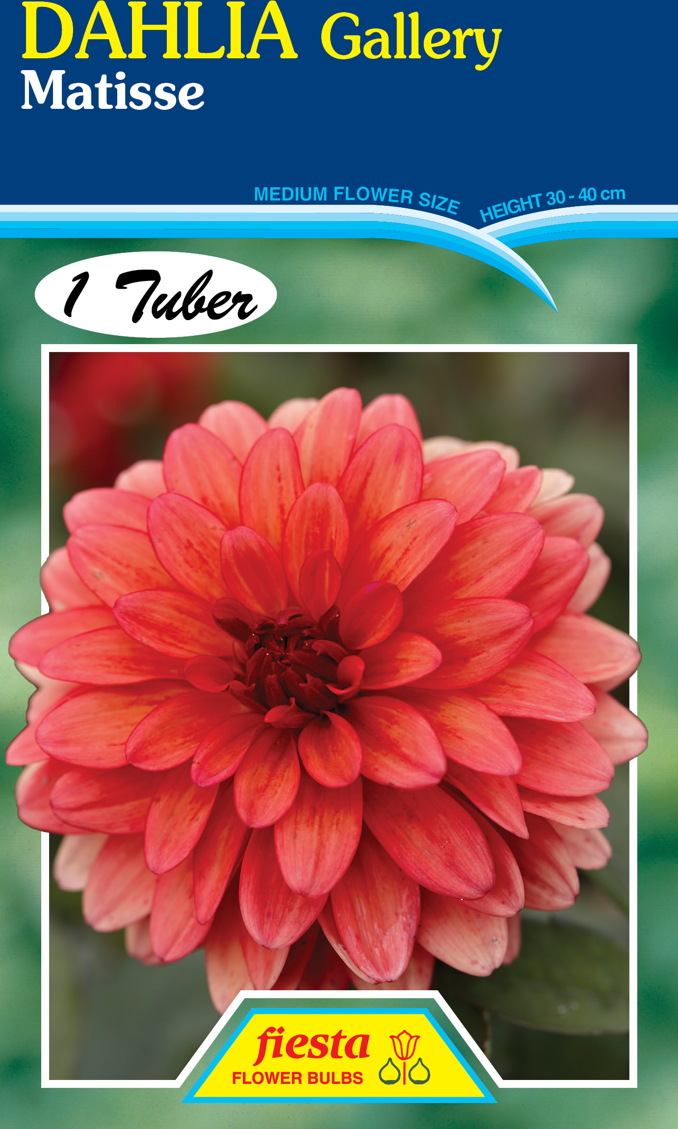 Dahlia - Matisse 1pk
