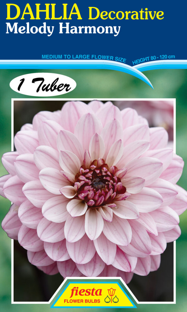 Dahlia - Melody Harmony 1pk