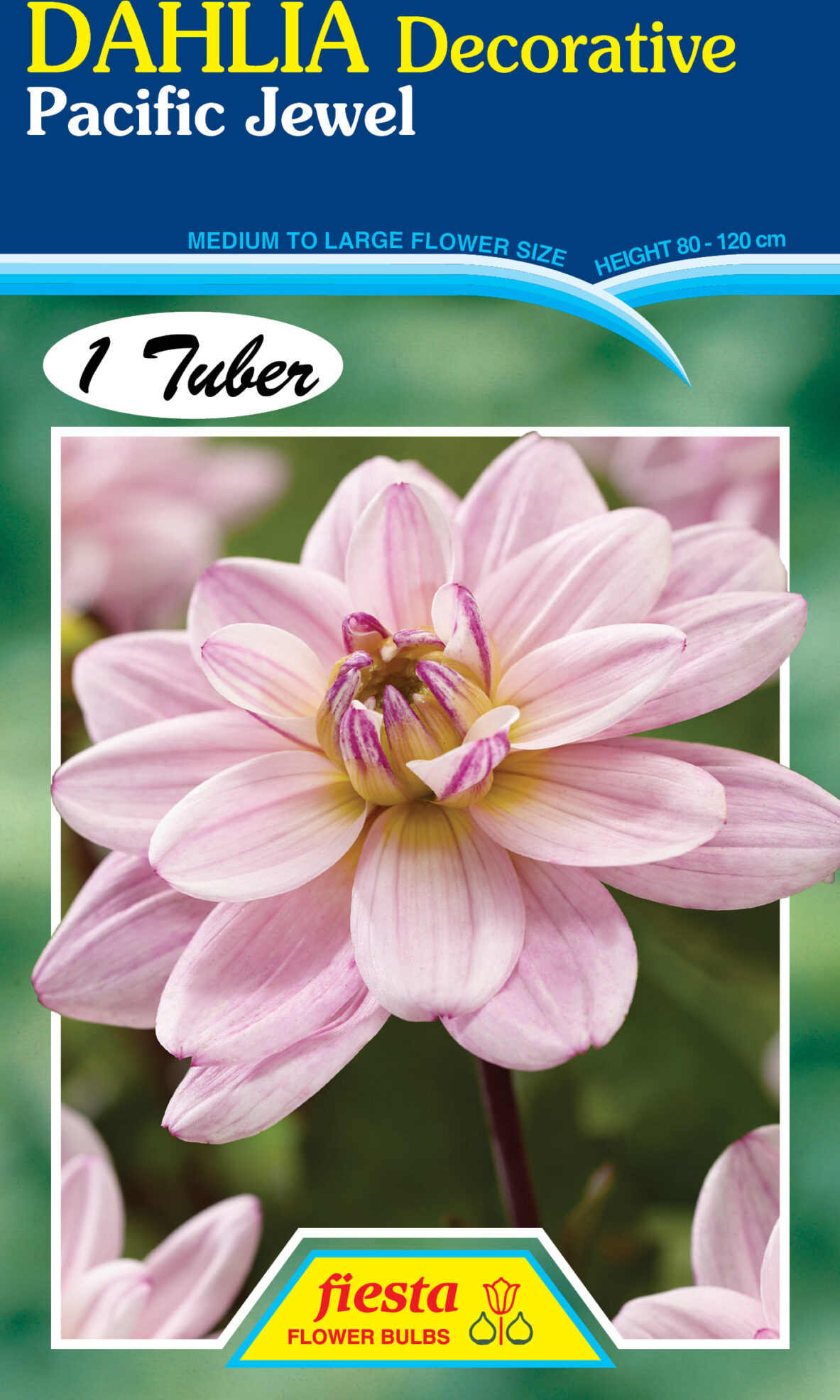 Dahlia - Pacific Jewel 1pk - Springvale Garden Centre