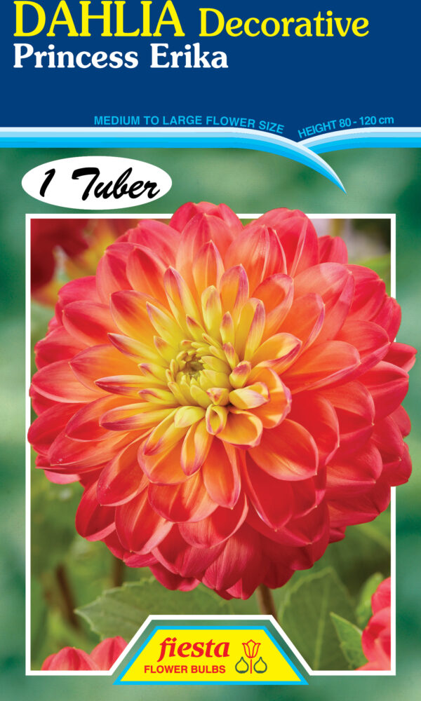 Dahlia - Princess Erika 1pk