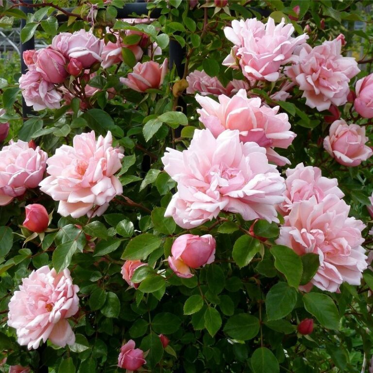 Rose Climber 'Albertine' - Springvale Garden Centre