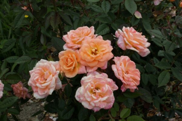 Rose Bush 'Celtic Honey'
