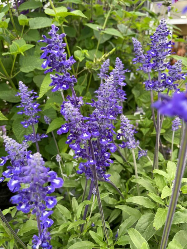 Salvia Sallyfun Blue - Springvale Garden Centre