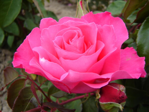 Rose Bush 'The McCartney Rose' - Springvale Garden Centre